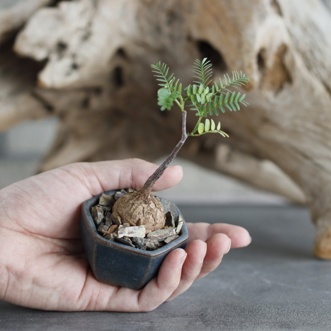 Elephantorrhiza praetermissa × 陶器鉢 (2号) no.629