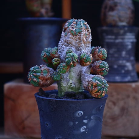 ユーフォルビア  オベサ hyb. ／Euphorbia obesa  hyb.   no.62015