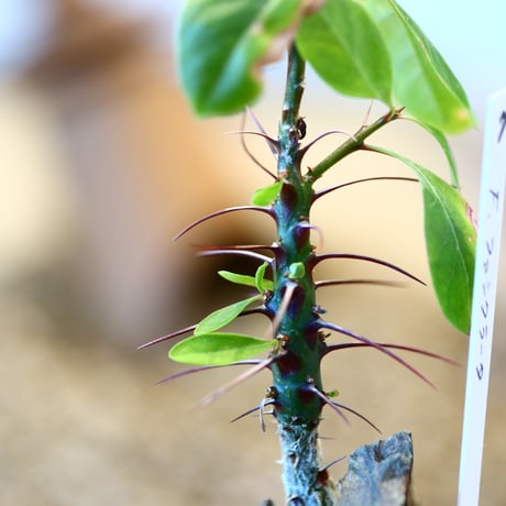 Fouquieria fasciculata × N/OH   no.11407