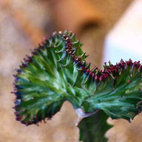 Euphorbia lactea × YAMABACHI    no.10788