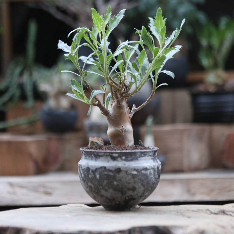 n*い様 オトンナ　ロバタ　現地球　大株 オトンナ ロバタ 現地球 大株 - メルカリ