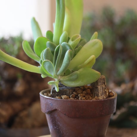 Kalanchoe luciae monstrosa × YAMABACHI var. 六本芽   no.81870