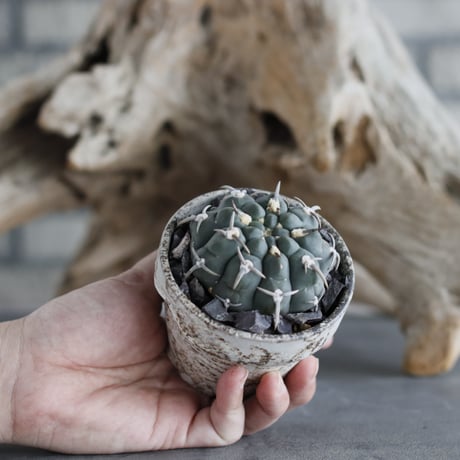 Gymnocalycium vatteri × YAMABACHI var. takero pot(3号)  no.629-15