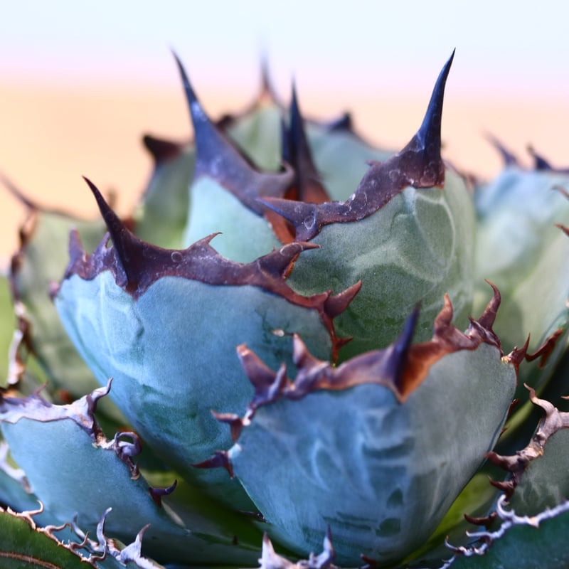 Agave titanota black Whale no.32456 | 芽の巣山