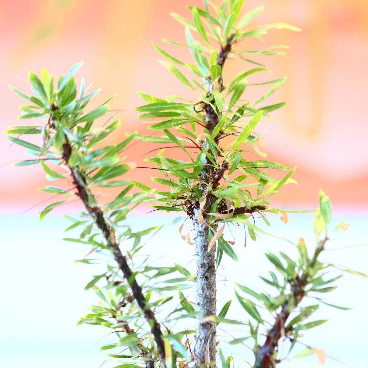 極太・良色　フォークイエリアプルプシー　Fouquieria purpusii フォークイエリア プルプシー / Fouquieria purpusii no.80616