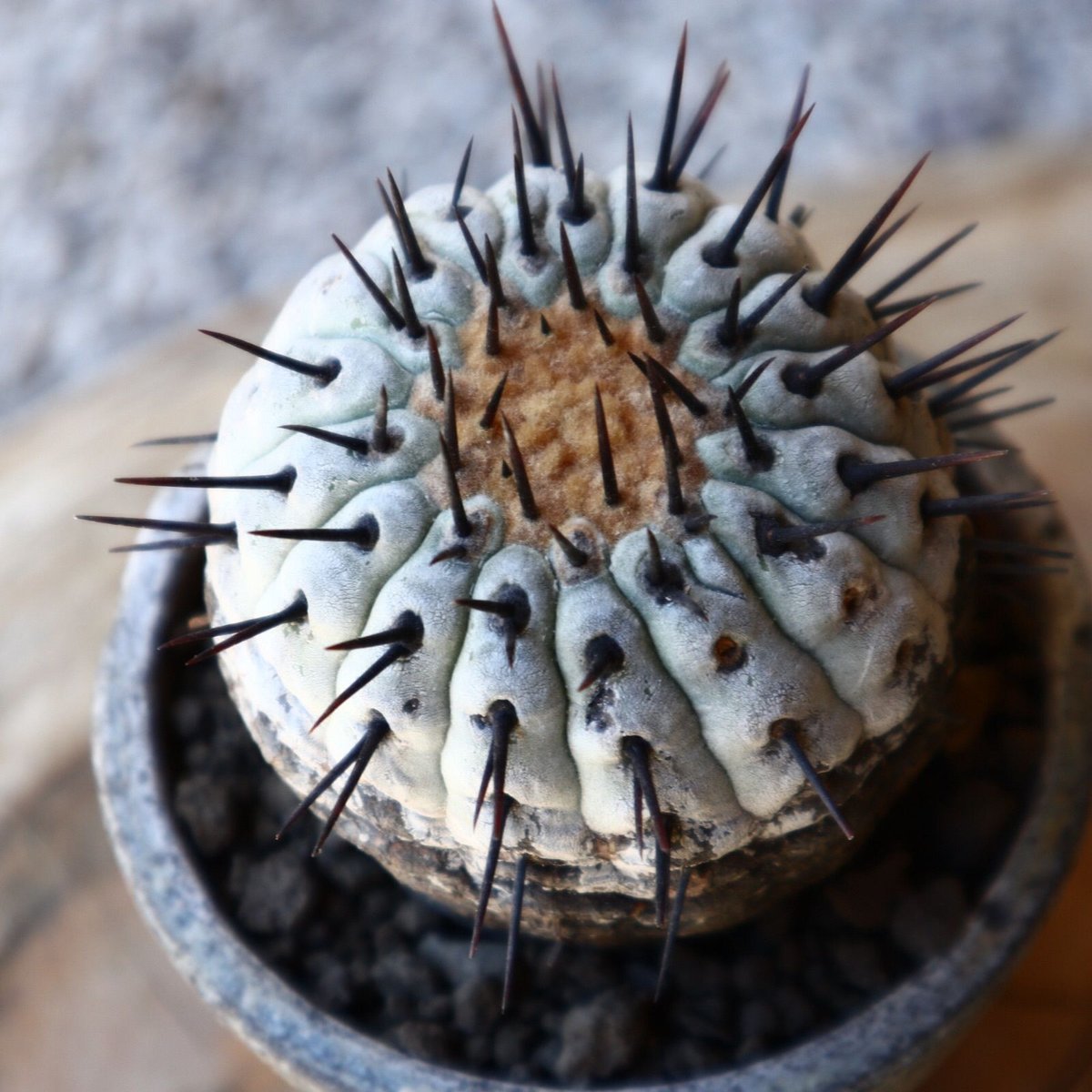 SPICYGEM Copiapoa columna-alba(孤竜丸)