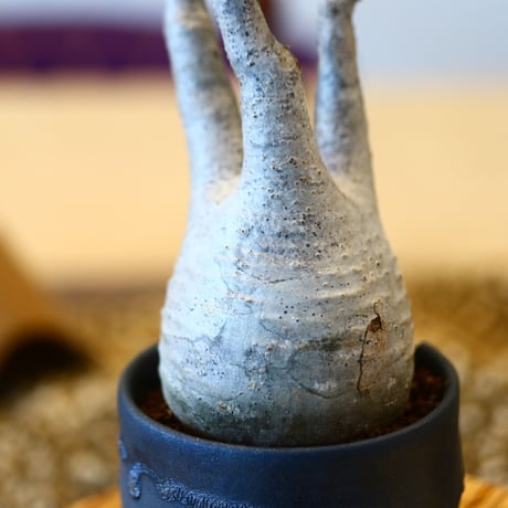 N/OH × Pachypodium  gracilius    no.61836