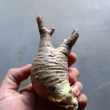 パキポディウム グラキリス 抜苗  Pachypodium rosulatum var. gracilius no.92918