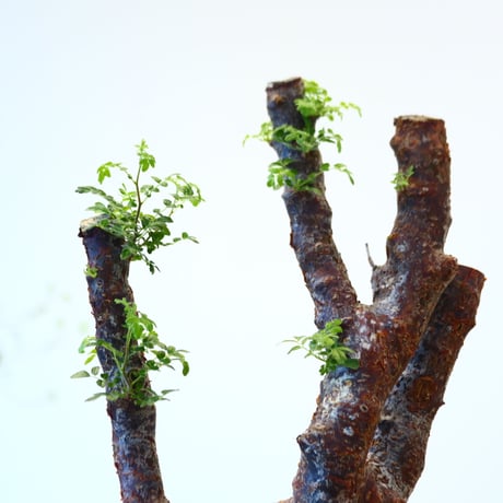 コミフォラ モンストローサ / Commiphora monstrosa   no.62503