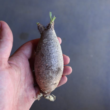 パキポディウム グラキリス 抜苗  Pachypodium rosulatum var. gracilius no.100614