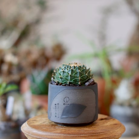 弁慶柱　特大　極太　発根済み CATEGORY カクタス | 芽の巣山