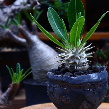 パキポディウム  エブレネウム  実生／Pachypodium eburneum   no.51645