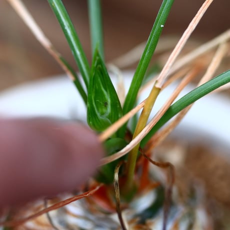 アルブカ sp. / Albuca sp.  no.22685