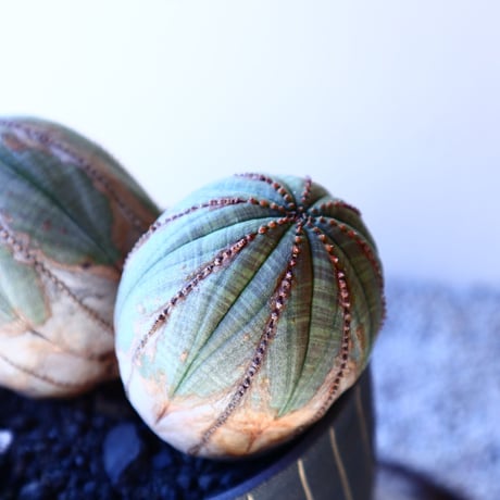 ユーフォルビア  オベサ Wヘッド   Euphorbia obesa　no.11202