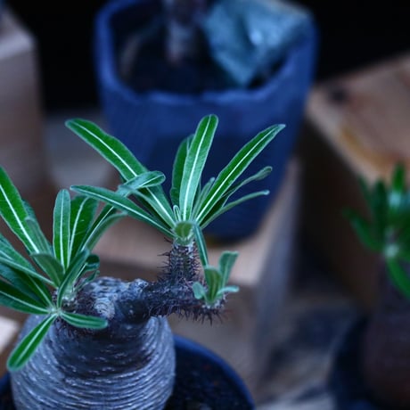 パキポディウム  グラキリス／Pachypodium  gracilius     no.100319