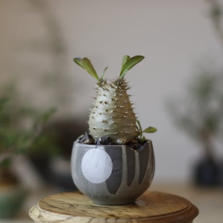 Pachypodium Makayense × N/OH (3号)  no.1123/42