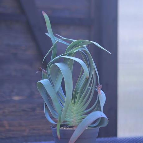 アロエ  プリカティリス     Aloe plicatilis    no.20708