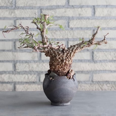 CATEGORY Caudex | 芽の巣山