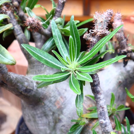 パキポディウム  グラキリス／Pachypodium  gracilius       no.71036