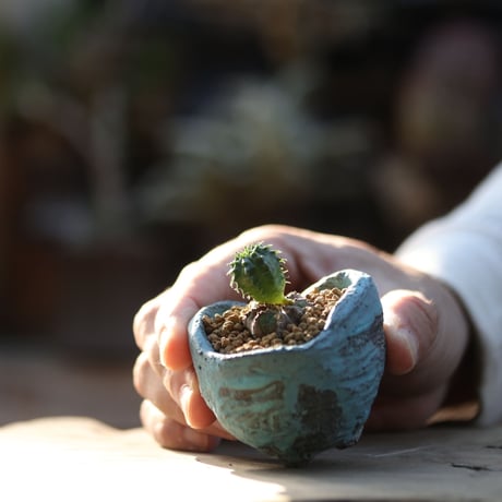 ユーフォルビア  オベサ／Euphorbia obesa   no.102307