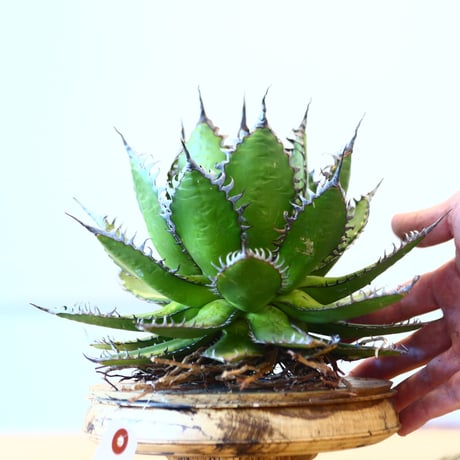 Agave horrida / Style of Chika   no.1015/14