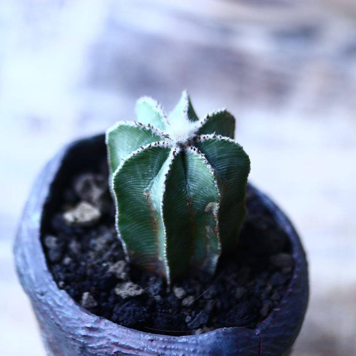 アズテキウム ヒントニー 自根 Aztekium hintonii no.90628