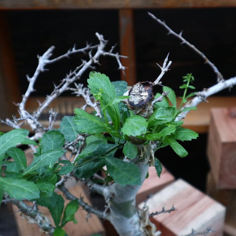 コミフォラ ミルラ/Commiphora myrrha no.82152 | 芽の巣山 コミフォラ ミルラ/Commiphora myrrha no.82152 | 芽の巣山