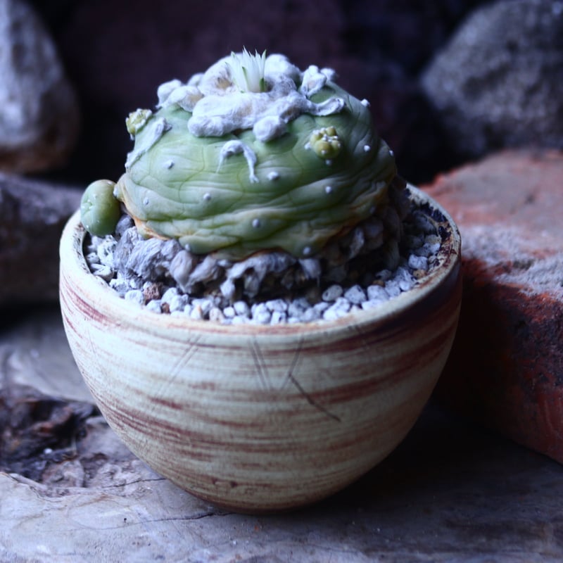 ロフォフォラ ディフューサ 翠冠玉 Lophophora diffusa no.426
