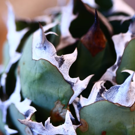 N/OH × Agave titanota 姫厳竜　no.41464