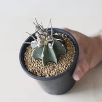 アズテキウム リッテリ 花籠 自根 Aztekium ritteri no.2281