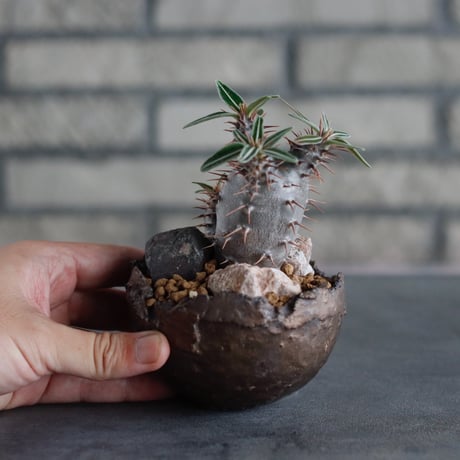 Pachypodium cactipes × takero pot (3号)  no.817-7