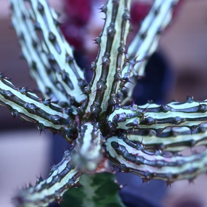 ユーフォルビア シザカンサ 接木 Euphorbia schizacantha n