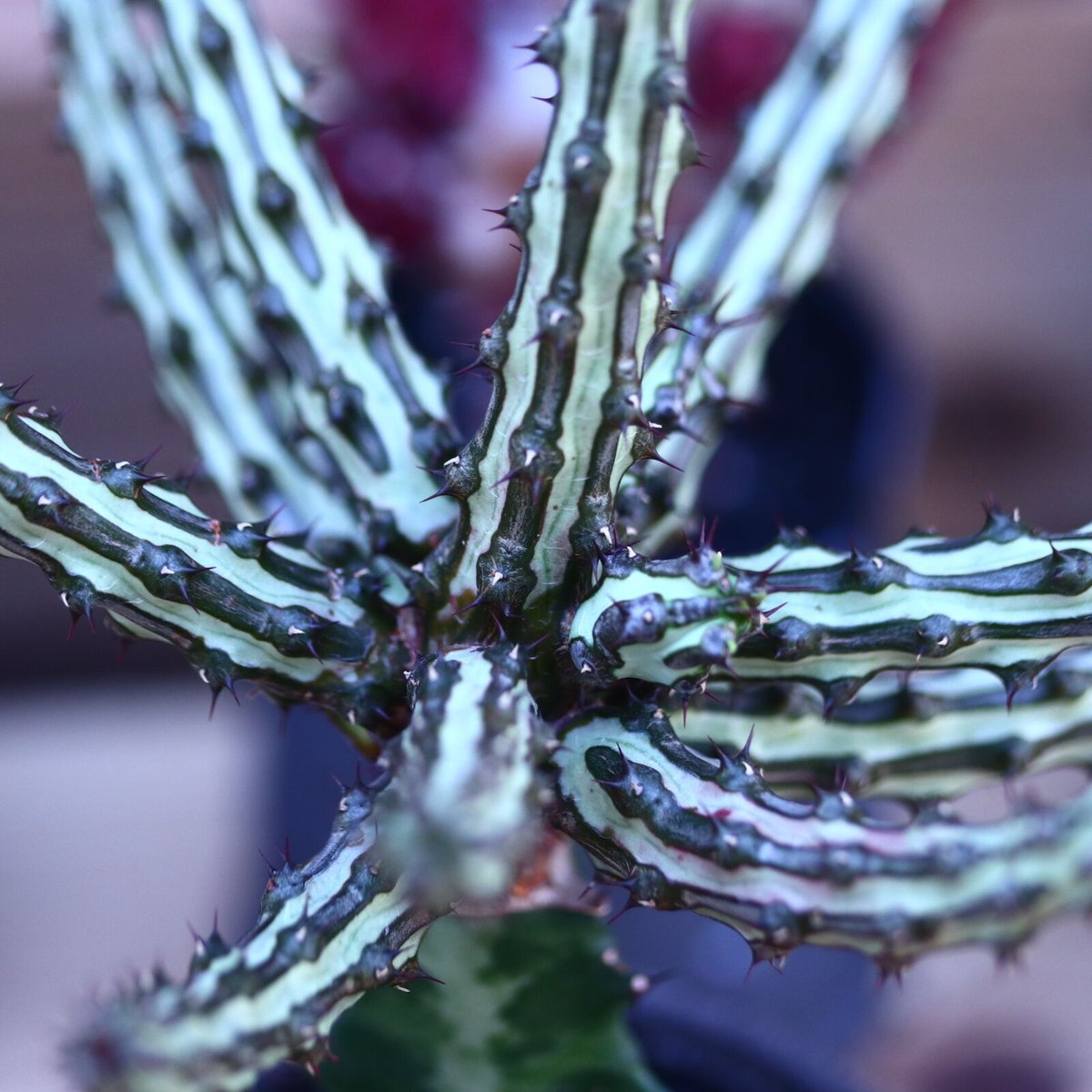 ユーフォルビア シザカンサ 接木 Euphorbia schizacantha n