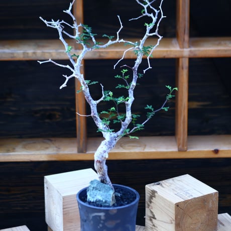 コミフォラ モンストローサ／Commiphora monstrosa   no.100352