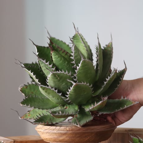 U.S. horrida (Agave horrida) / Style of Chika　no.1130-9