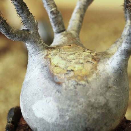 パキポディウム  グラキリス / Pachypodium  gracilius   no.52103