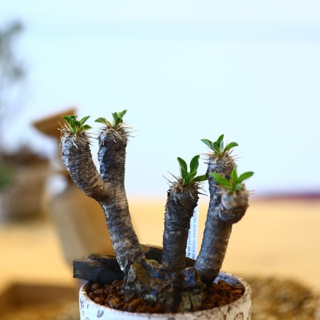YAMABACHI ver. takero pot × Euphorbia guillauminiana   no.102229