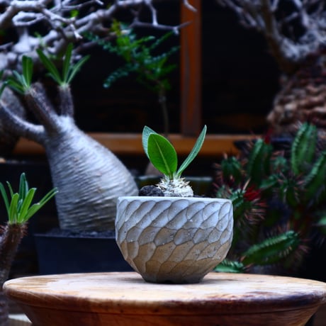 パキポディウム  エブレネウム  実生／Pachypodium eburneum      no.51644