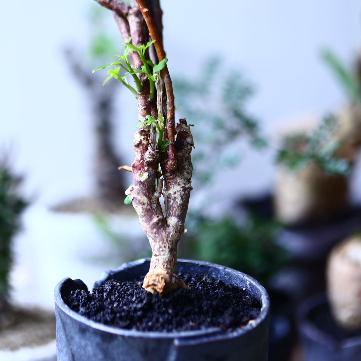 アデニア サブセシリフォリア Adenia subsessilifolia no.9