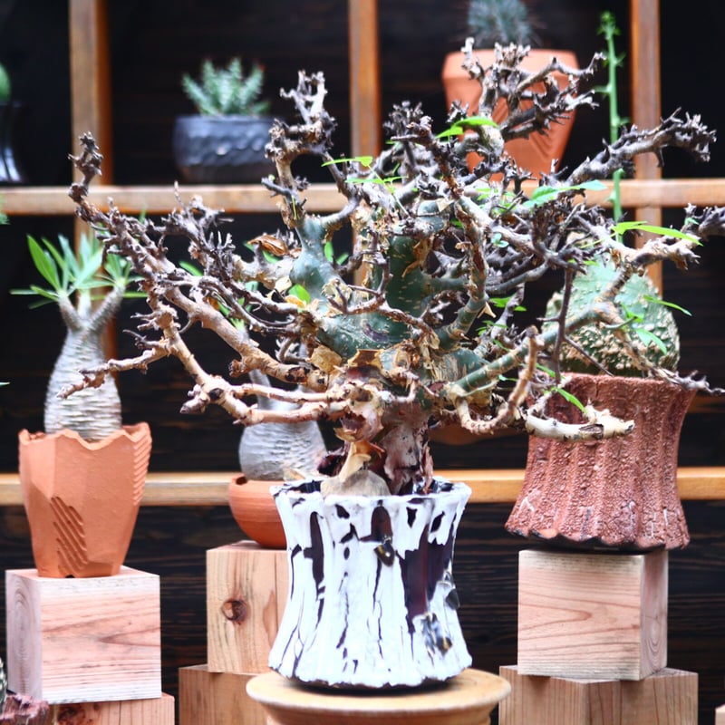 コミフォラ エミニー　Commiphora eminii 極上樹形　鉢30cm コミフォラ エミニー Commiphora eminii 極上樹形 鉢30cm
