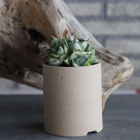 Agave potatorum 'Ouhi Raijin'  × 備前鉢3号 / BANKSIA WORKS  no.607-42