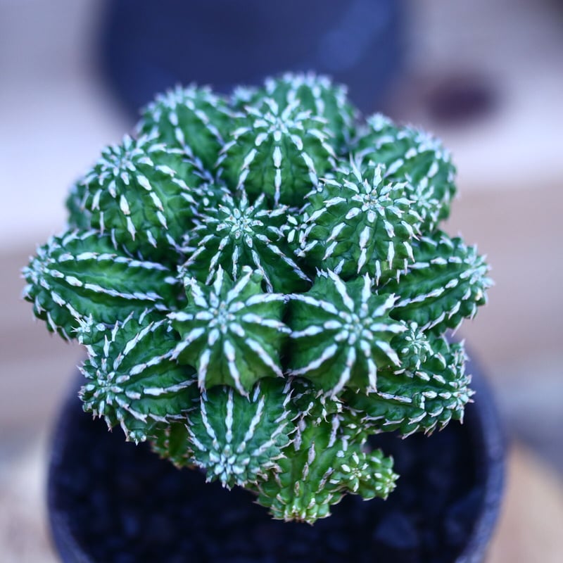 ユーフォルビア セプルタ 接木 Euphorbia sepulta no.32103 | ユーフォルビア セプルタ 接木 Euphorbia sepulta no.32103 |