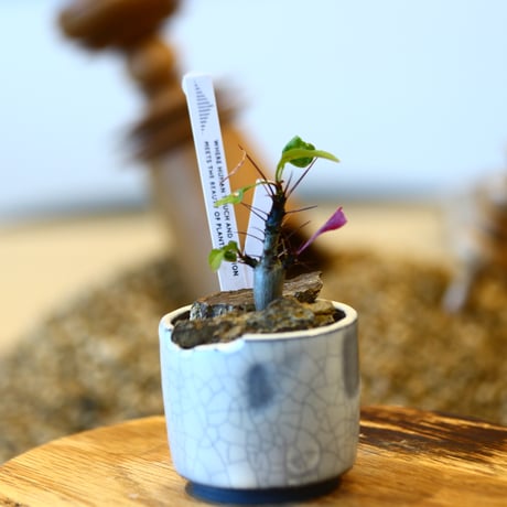 Fouquieria fasciculata × N/OH   no.11406