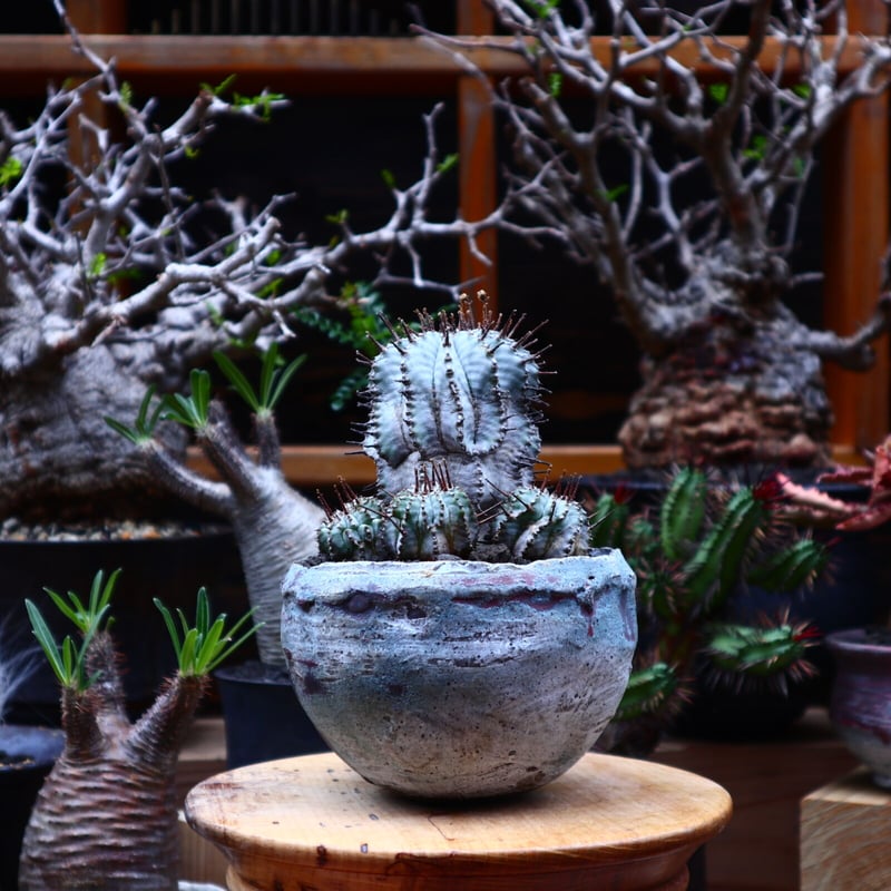 ユーフォルビア　バリダ　n/oh 陶器鉢 ユーフォルビア バリダ n/oh 陶器鉢 【公式通販】