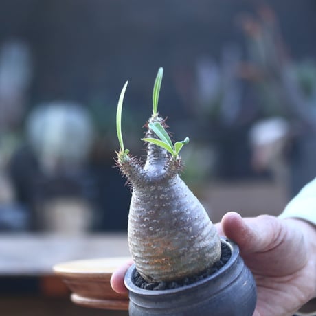 パキポディウム  グラキリス   Pachypodium  gracilius       no.22825
