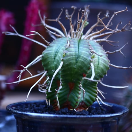 ユーフォルビア  バリダ    Euphorbia valida     no.32116