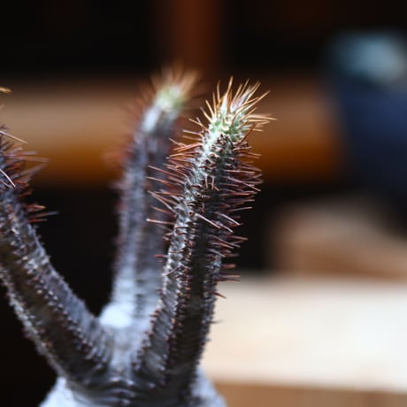 パキポディウム  グラキリス／Pachypodium  gracilius   no.40344