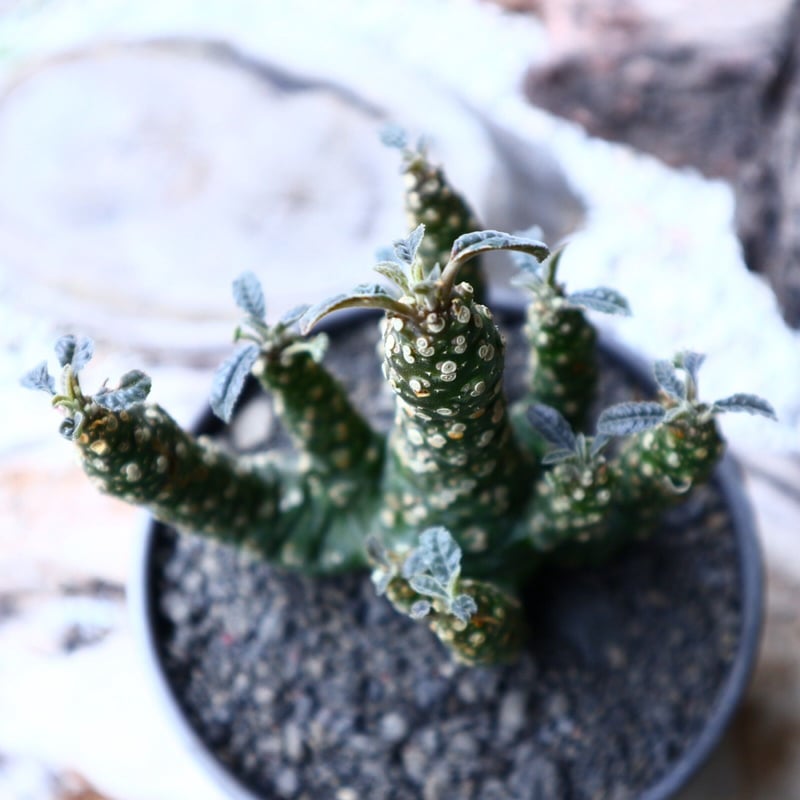 ドルステニア フォエチダ hyb. Dorstenia foetida hyb. no.714