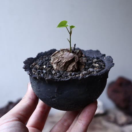 ディオスコレア   亀甲竜    Dioscorea elephantipe     no.91517