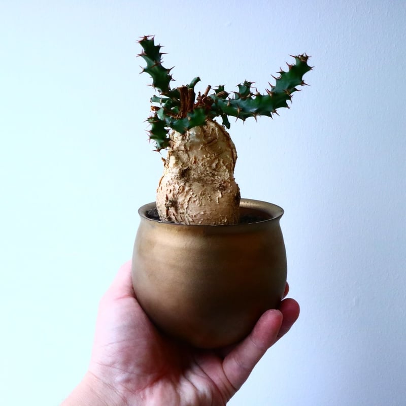 ユーフォルビア スクアローサ Euphorbia squarrosa No.02